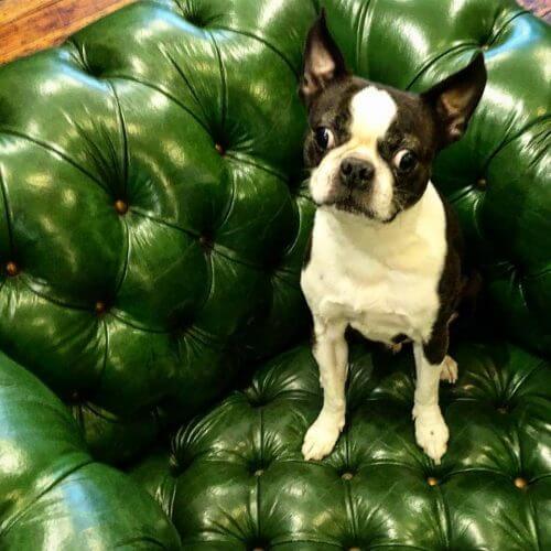 Small dog sitting in a green chair