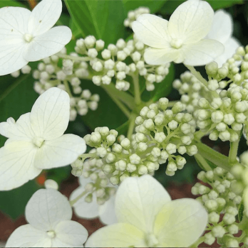 Photo of white blooming flowers
