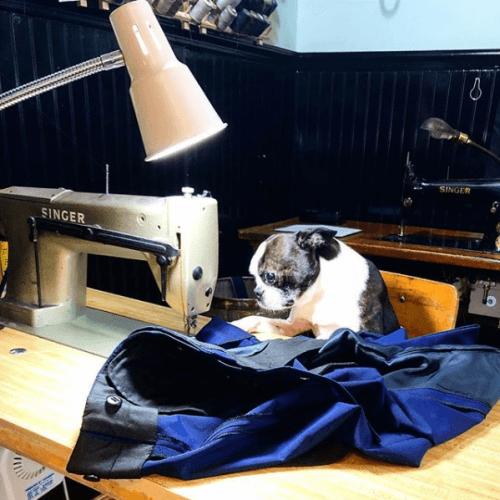 Small dog using a sewing machine on a suit jacket